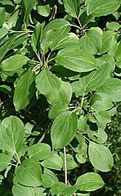 Common Buckthorn