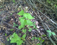 Garlic Mustard